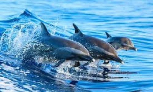 Dolphin Trip & Sunset Cruise